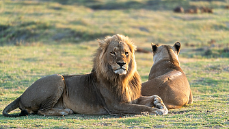 Може ли да яздя лъв и още странни желания на сафари туристите