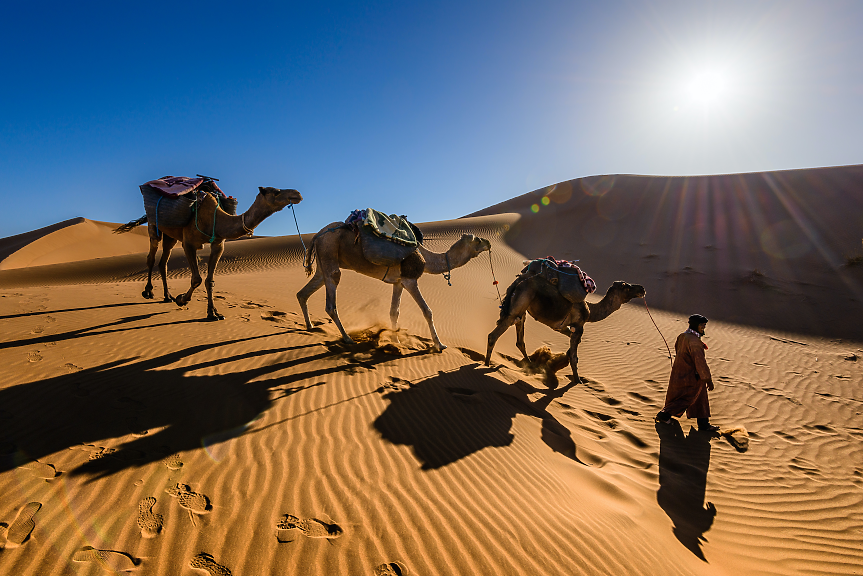 Африканските солници в Сахара се борят за оцеляване