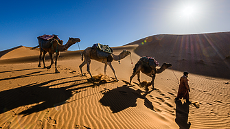 Африканските солници в Сахара се борят за оцеляване
