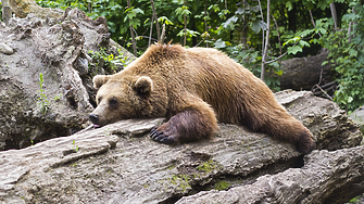 Само в Калифорния: мечка се разхлади в джакузи