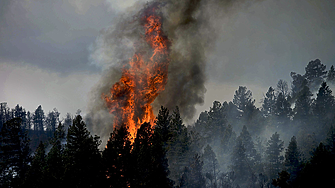 Как да действате, ако горски пожар приближава дома ви?