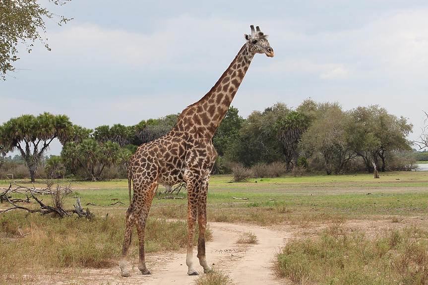 Рядък феномен: Роди се жираф без петна