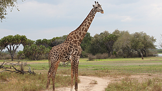 Рядък феномен: Роди се жираф без петна
