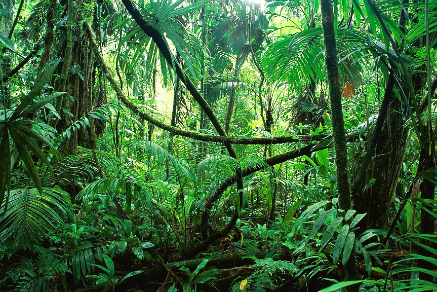 Нови технологии разкриха изгубен град на маите в джунглата