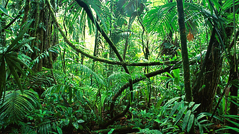 Нови технологии разкриха изгубен град на маите в джунглата