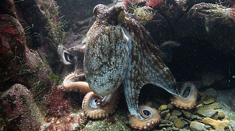 Учените разгадаха мистерията на градината на октоподите 