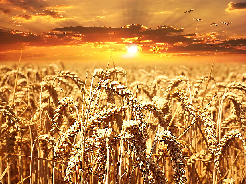 България и Румъния спасяват украинския зърнен износ?