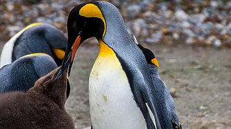 Катастрофална загуба: Огромни колонии императорски пингвини без нито едно новородено 