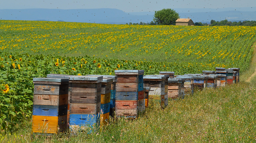 Платформата Истински мед изчисли стойността на опрашването 