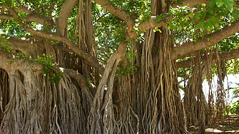 След пожарите: 150-годишно дърво в Мауи отново се разлиства 
