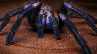 Сред най-редките в света: Електриково синя тарантула откриха в Тайланд