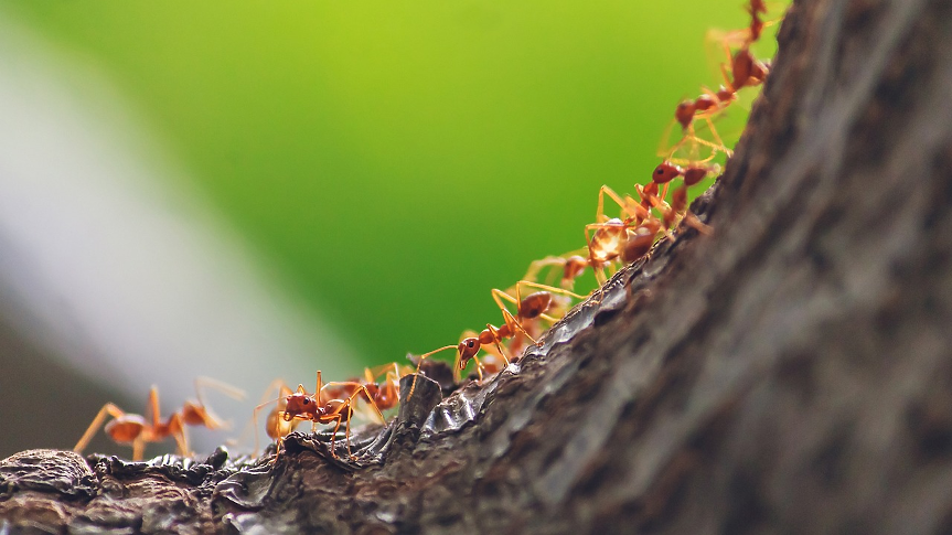 Могат ли мравките да ни помогнат да живеем и работим по-спокойно?