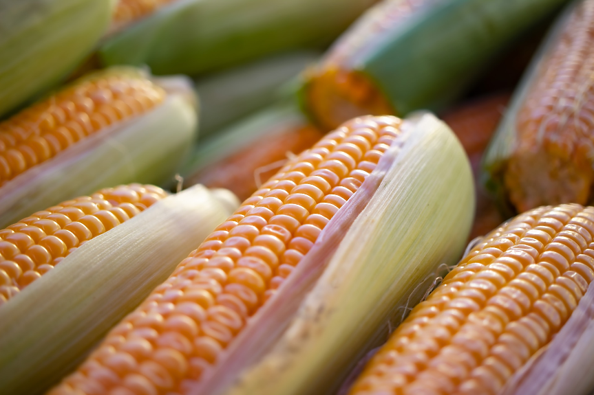Светът има нов най-голям износител на царевица