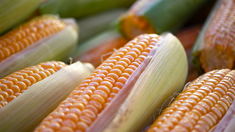 Светът има нов най-голям износител на царевица