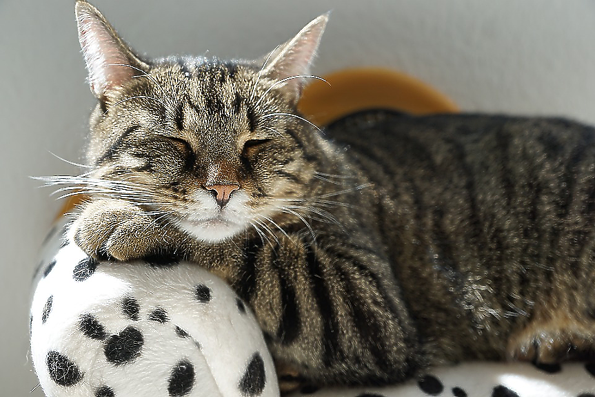 Ново проучване: Котките имат 276 различни изражения 