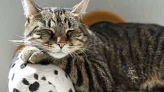 Ново проучване: Котките имат 276 различни изражения 