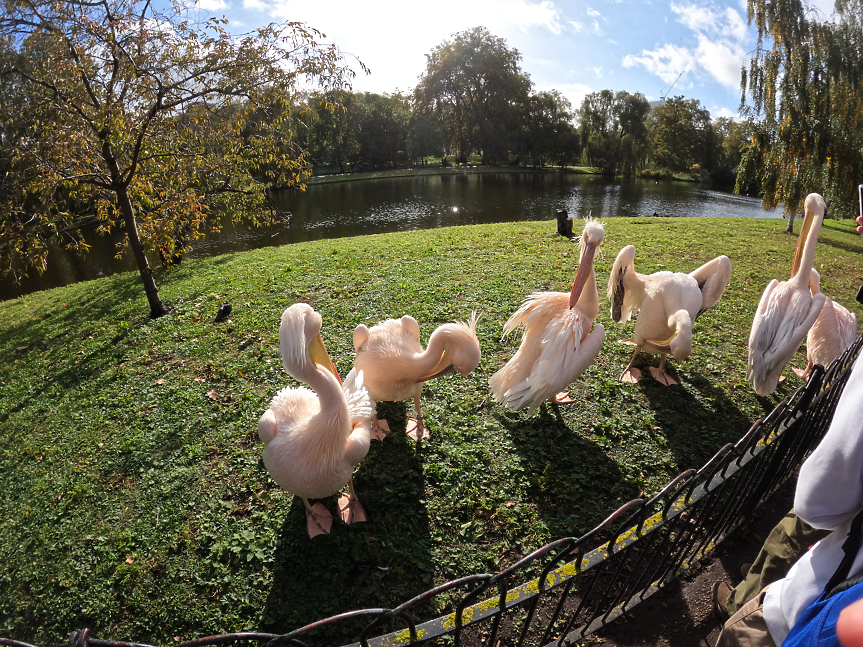 Сейнт Джеймсис Парк се намира в непосредствена близост до Бъкингамския дворец и е най-старият кралски парк в Лондон. Обитаван е от пеликани от 1664 г., когато руският посланик подарява птиците на крал Чарлз Втори. 