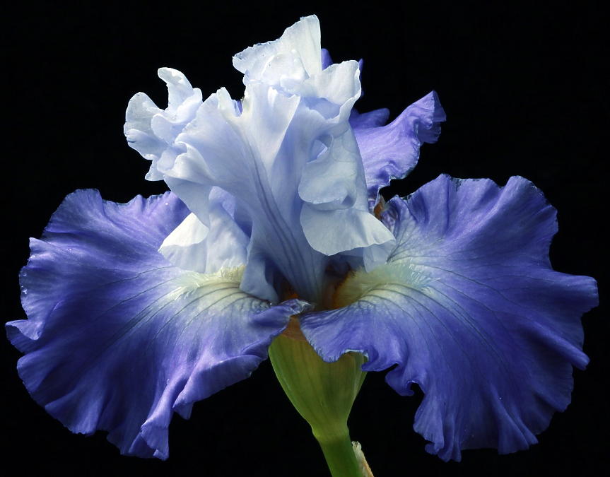 Националното цвете на Хърватия е Iris croatica – изключително красиво растение, което се отглежда от градинари по цял свят. Но в Хърватия това необикновено цвете може да се види да расте из цялата страна. Брането му е незаконно.