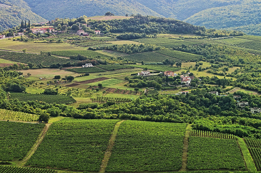 Виното е сериозен бизнес в Хърватия. В страната има над 41 000 лозя и винарни.