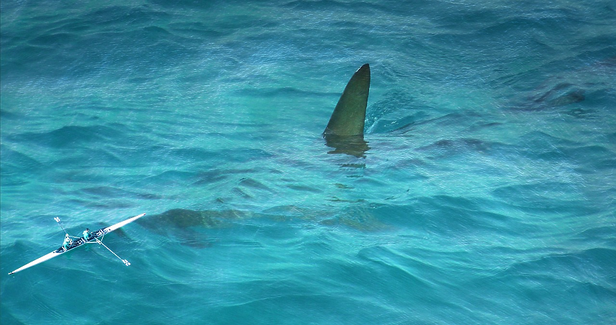 За първи път в историята: Заснеха новородена бяла акула