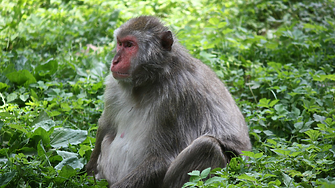 Откритие: Маймуните разпознават приятели, които не са виждали от десетилетия