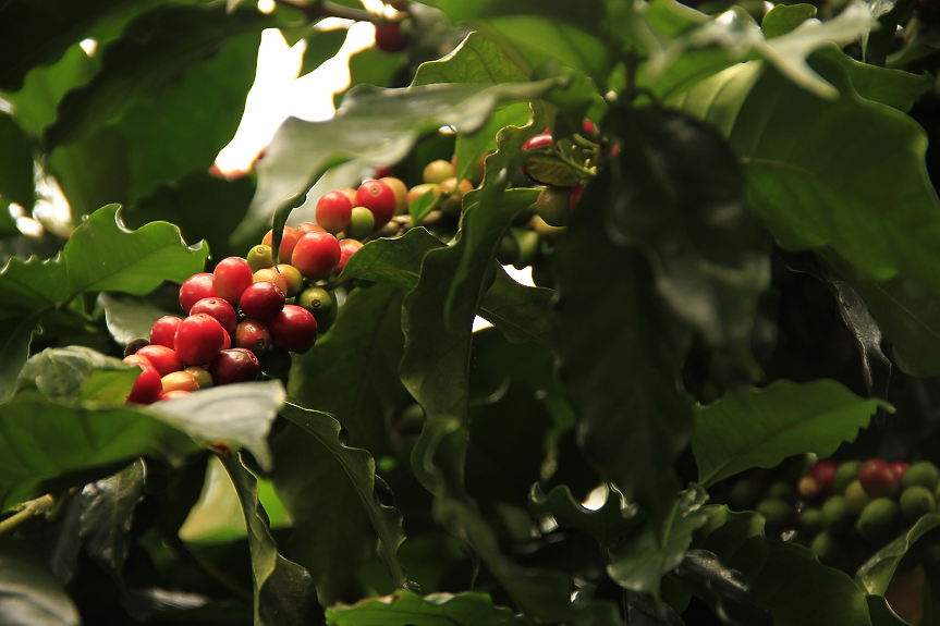 Компаниите за кафе избягват Африка в очакване на нов закон