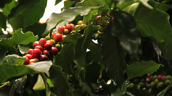 Компаниите за кафе избягват Африка в очакване на нов закон