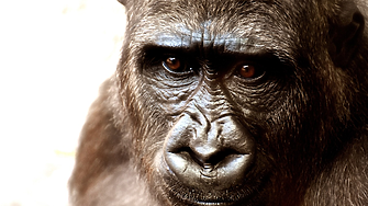 Учените откриха кога и защо маймуна, подобна на Кинг Конг, е изчезнала от Китай