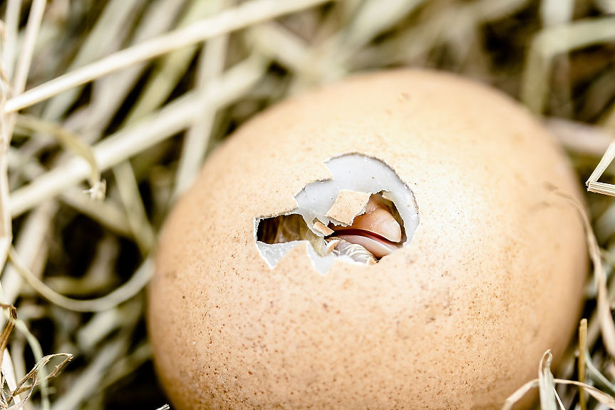 Удивително откритие: Намериха непокътнато яйце на 2 000 години