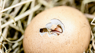 Удивително откритие: Намериха непокътнато яйце на 2 000 години