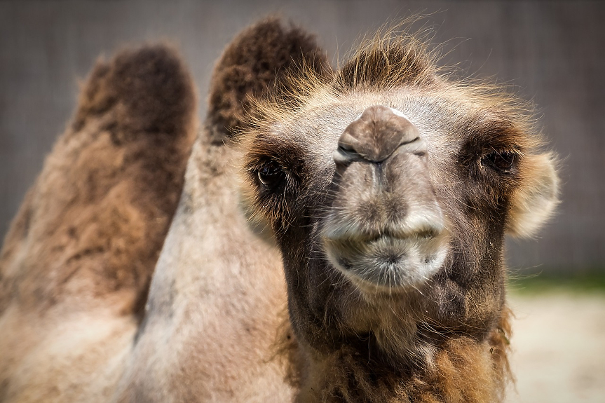 Жена, извела камилата си на разходка в Лондон, изуми местните