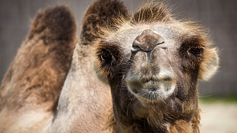 Жена, извела камилата си на разходка в Лондон, изуми местните