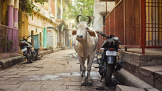 Как индийски закон в полза на кравите се превърна в кошмар за животните?