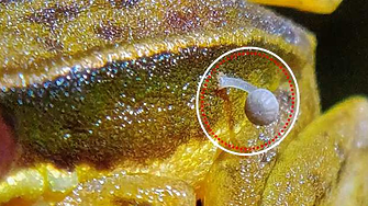 Природно чудо: Жабата, която отглежда гъби на гърба си