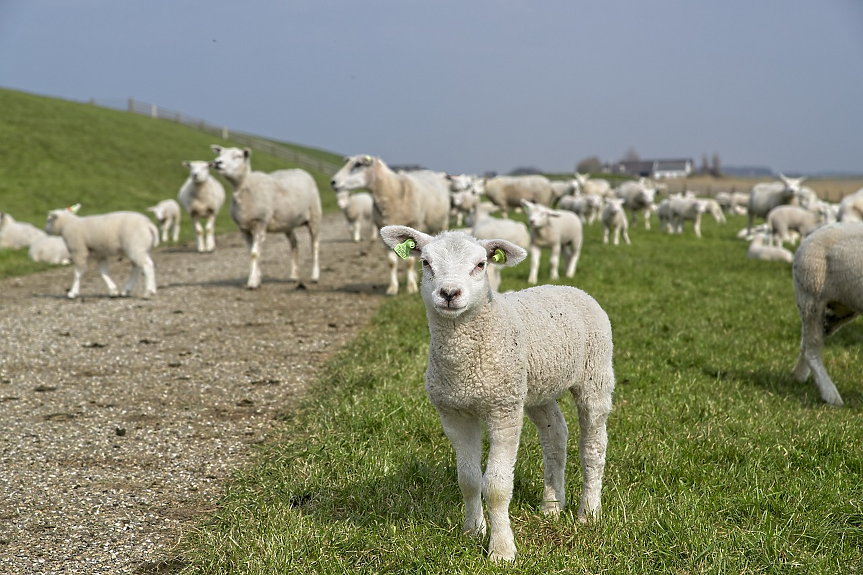 Броене на овце: Кой е измислил трика за заспиване и работи ли наистина?