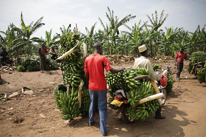 С глобалното затопляне цените на бананите също ще се покачват