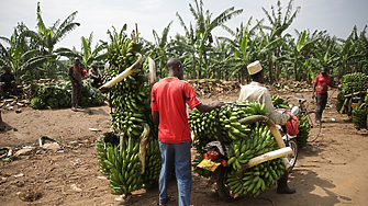 С глобалното затопляне цените на бананите също ще се покачват