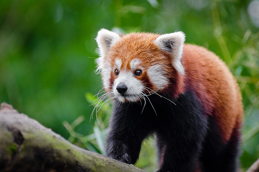 Червена панда и още 86 живи животни откриха в багаж на летище