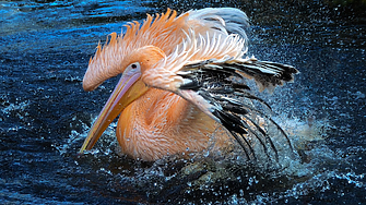 Розов пеликан - беглец от зоопарка, радва посетителите на варненския плаж