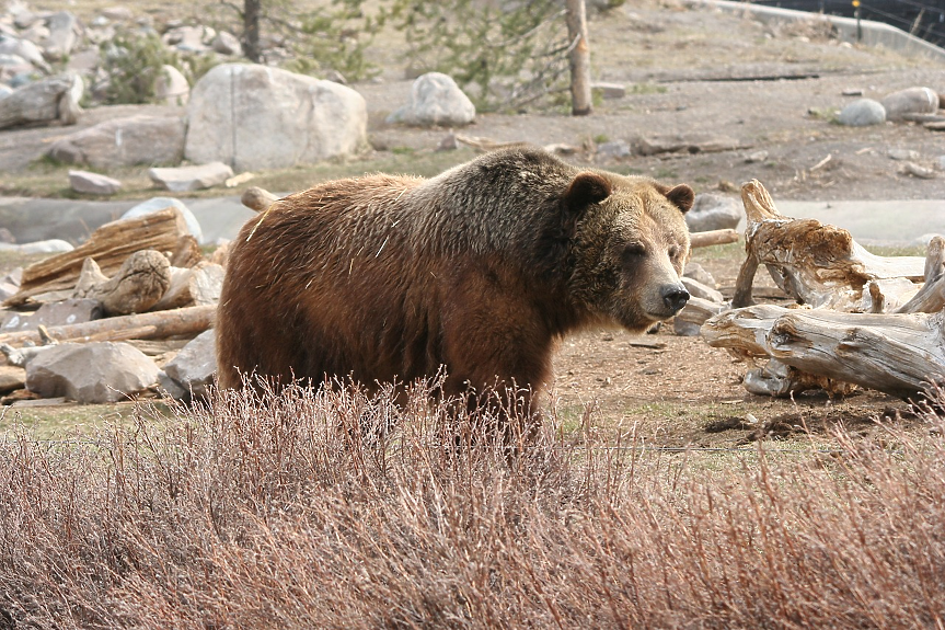 Смята се, че паркът е дом на 285 вида птици и най-малко 1150 местни растителни видове. Два от най-популярните видове обитатели са заплашени от изчезване – канадският рис и мечката гризли.