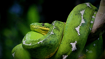 Най-голямата в света: Нов вид змия откриха в тропическите гори на Амазонка