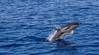 По Северното Черноморие: Девет мъртви делфина от началото на годината