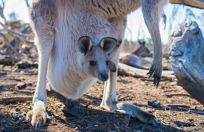 Учените откриха три нови вида гигантско древно кенгуру 