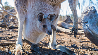 Учените откриха три нови вида гигантско древно кенгуру 