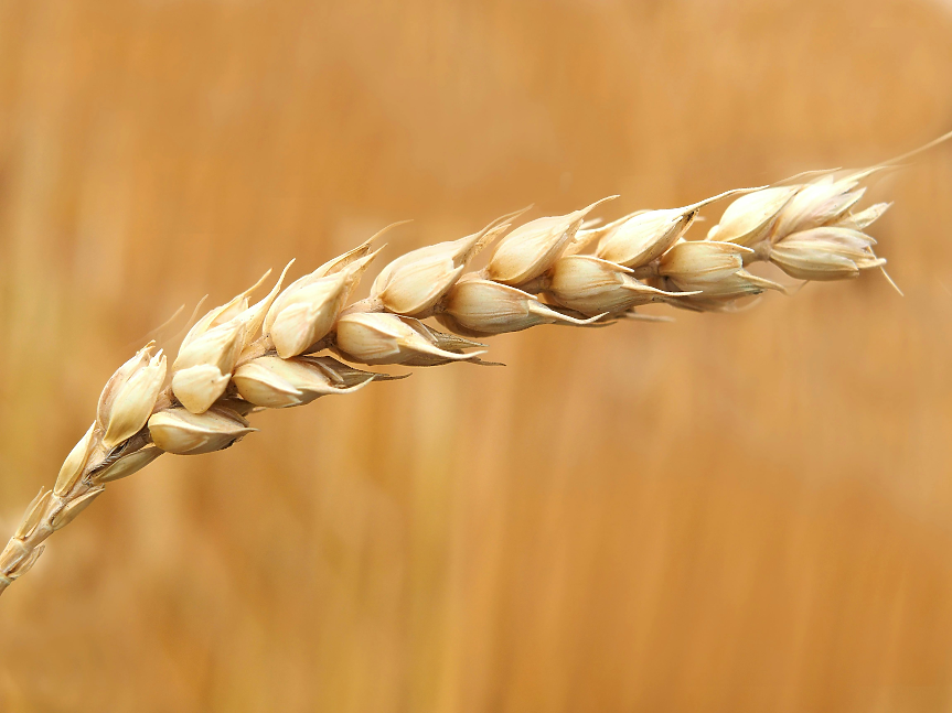 Европа очаква спад в производството на пшеница