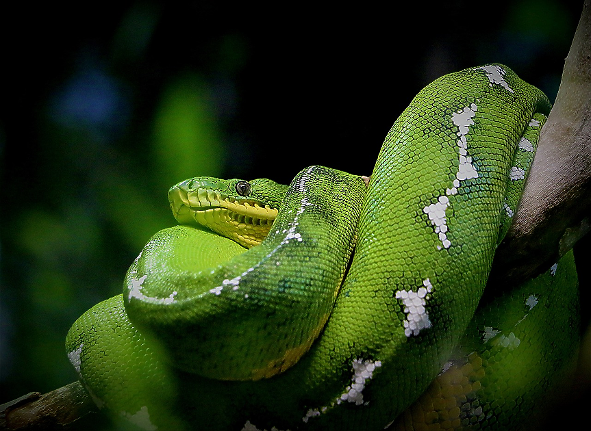 Гигантска праисторическа змия, по-дълга от автобус, откриха в Индия