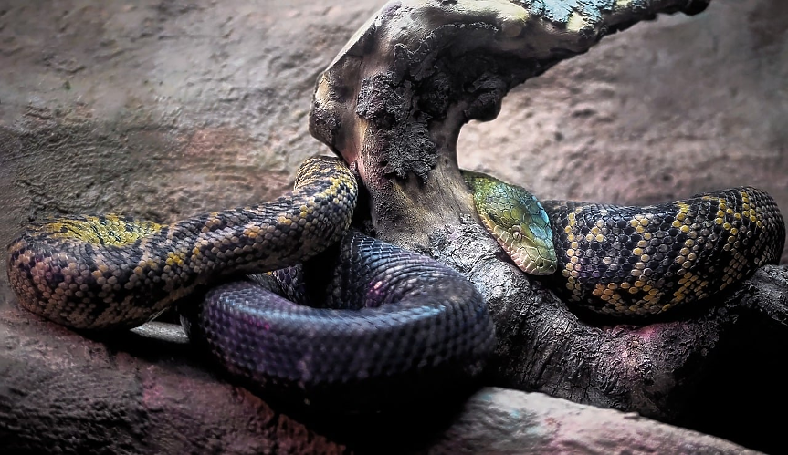 Змии симулират собствената си смърт, използвайки кървави специални ефекти