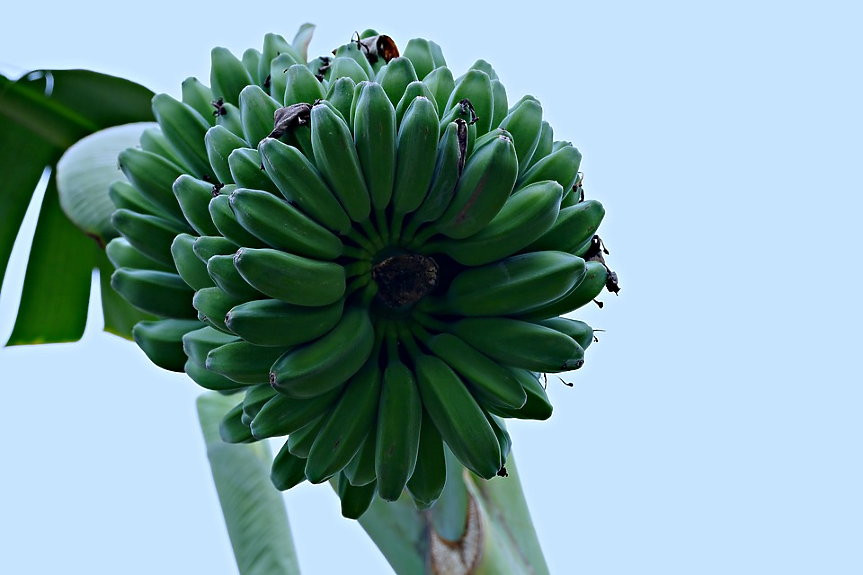 Стартъп прави изкуствена коса от банани