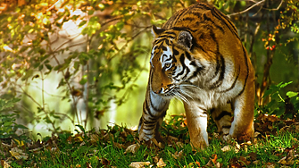 След вълна от смъртни случаи: Малайският тигър на ръба на изчезване
