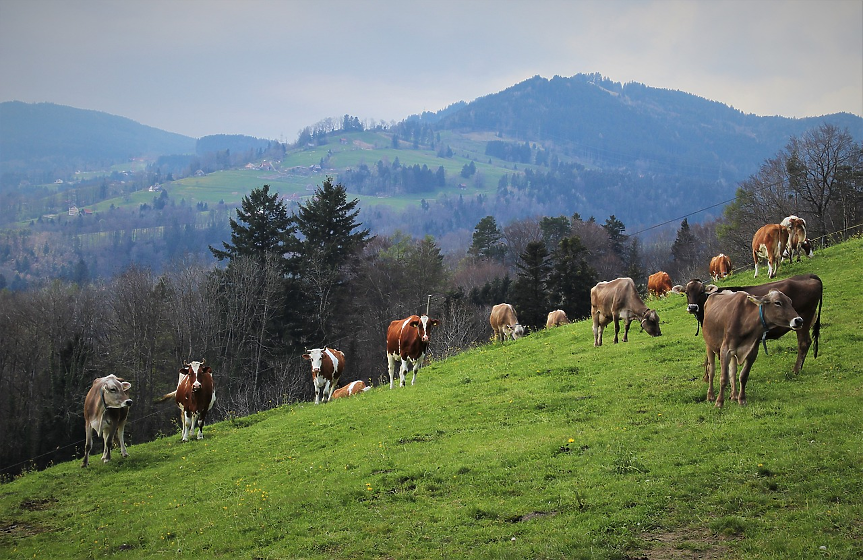 Първият въглероден данък върху добитъка ще струва на фермерите $100 на крава